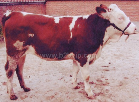 中国西门塔尔牛中国肉牛东北改良黄牛网吉林