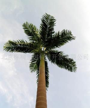 棕榈树 槟榔