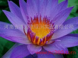 远红外电暖壁画